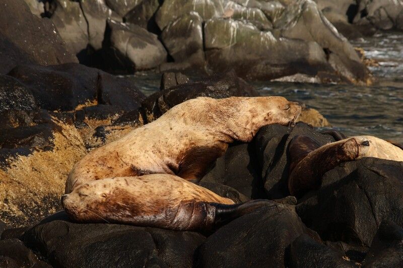 камчатка, сивучи, морской лев, природа, животные, лежбище, остров старичков, тихий океан Сообразили на троих..photo preview