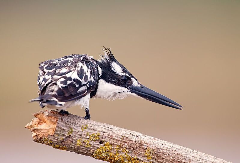 israel, pied kingfisher, малый пегий зимородок,  kingfisher, зимородок, израиль Pied kingfisher - Малый пегий зимородокphoto preview