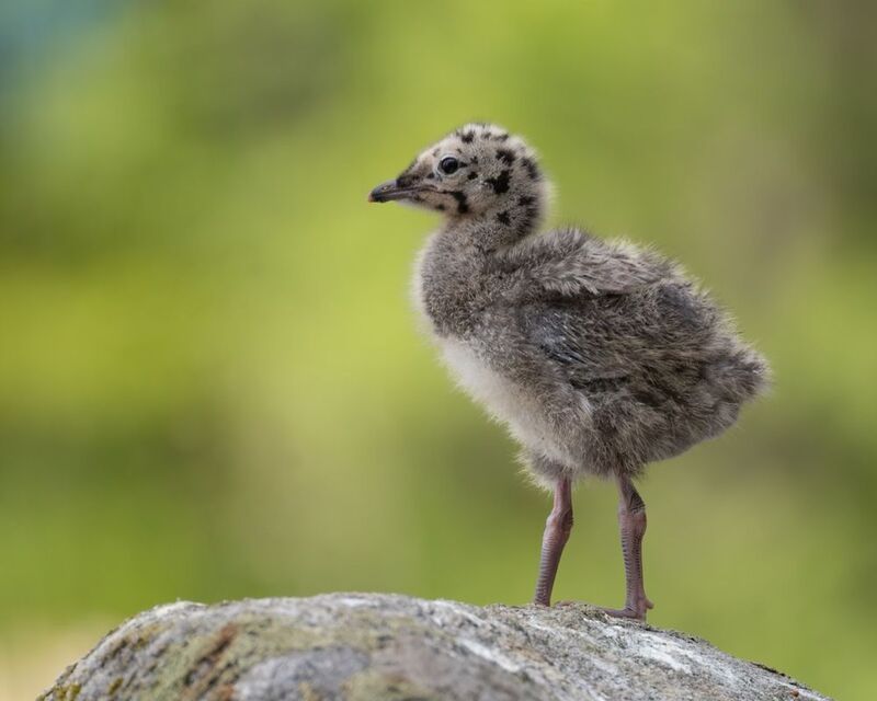 сизая чайка, птенец, чайка, птицы Чайкенышphoto preview