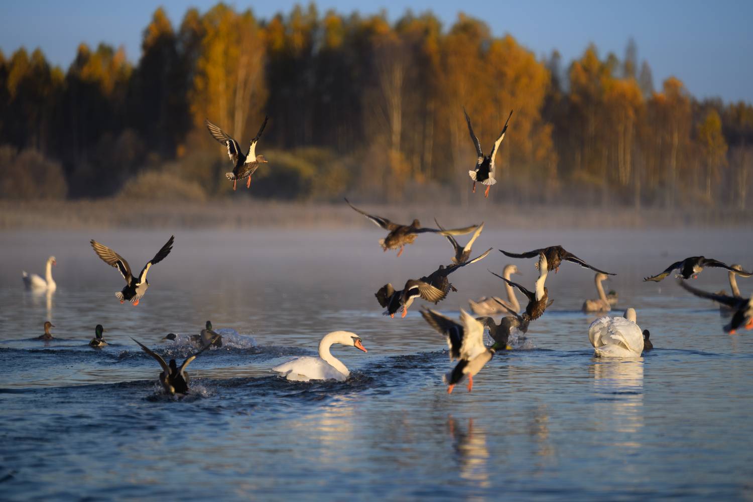 , Фабричный Роман