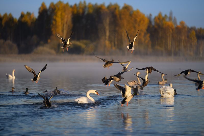 Переполохphoto preview