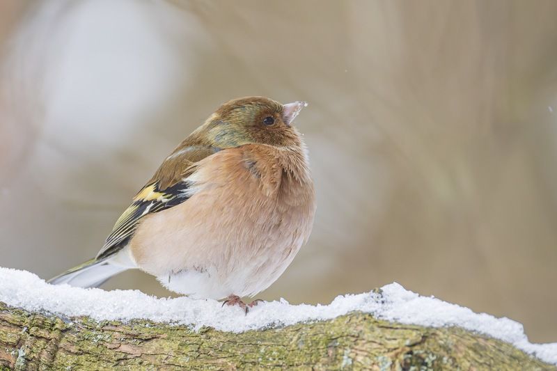 зяблик, птицы Мечтательphoto preview