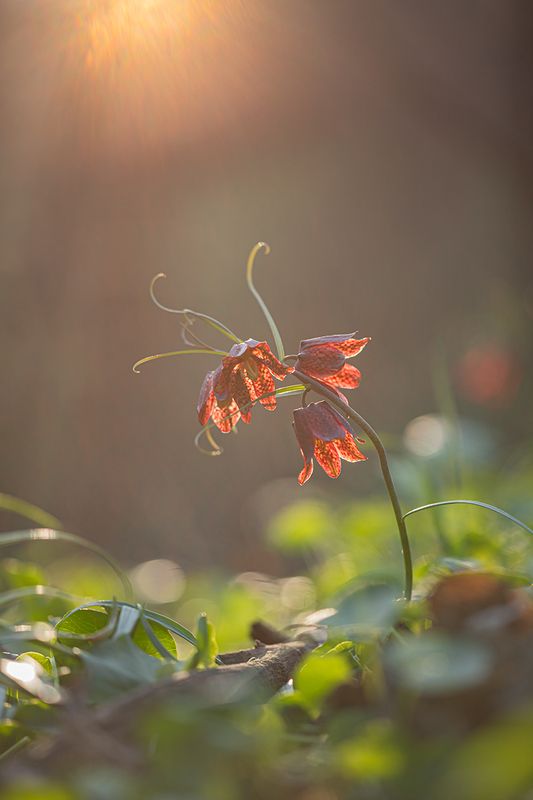 Рябчикphoto preview