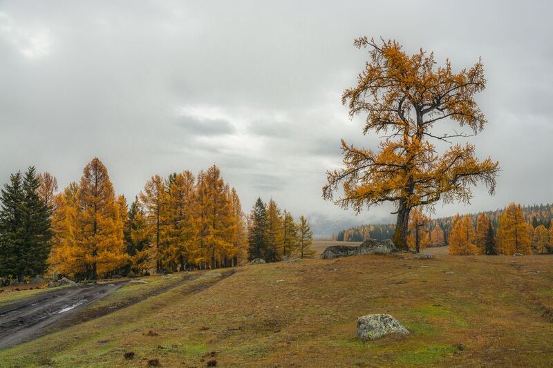 россия, горный алтай, утро, осень Туманное утроphoto preview