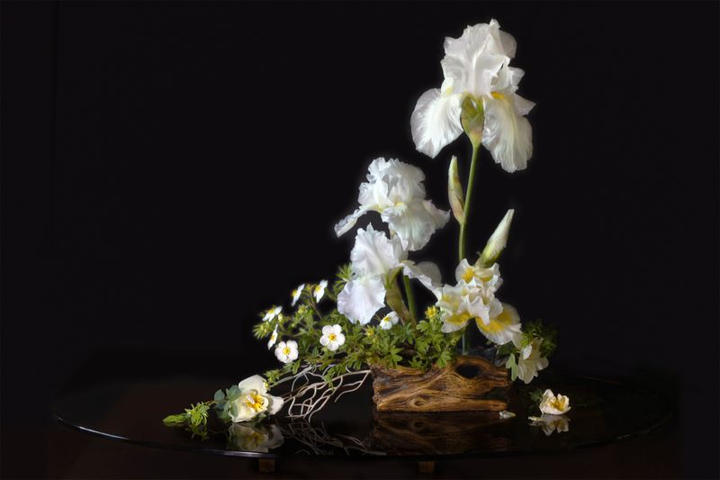 ирисы белый шиповник курильский чай Белые цветыphoto preview