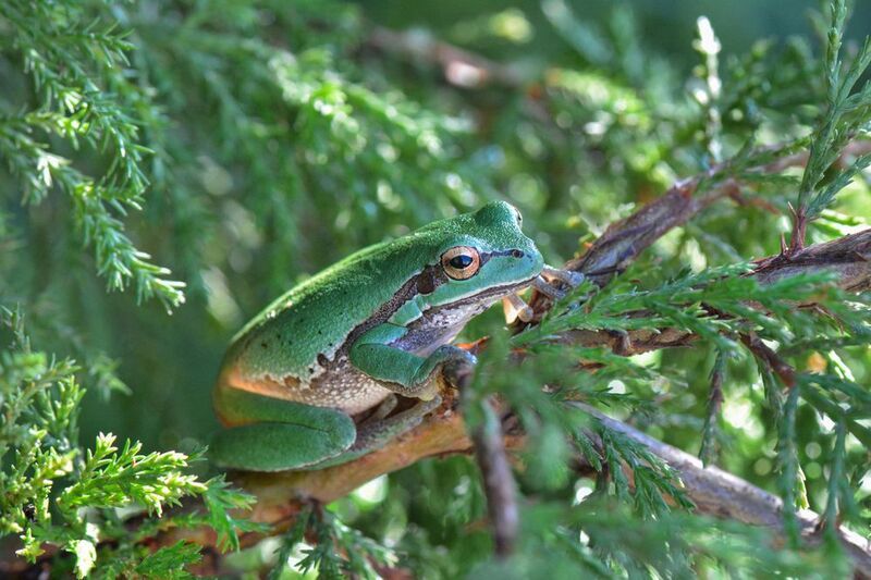 *Мимикрия...photo preview