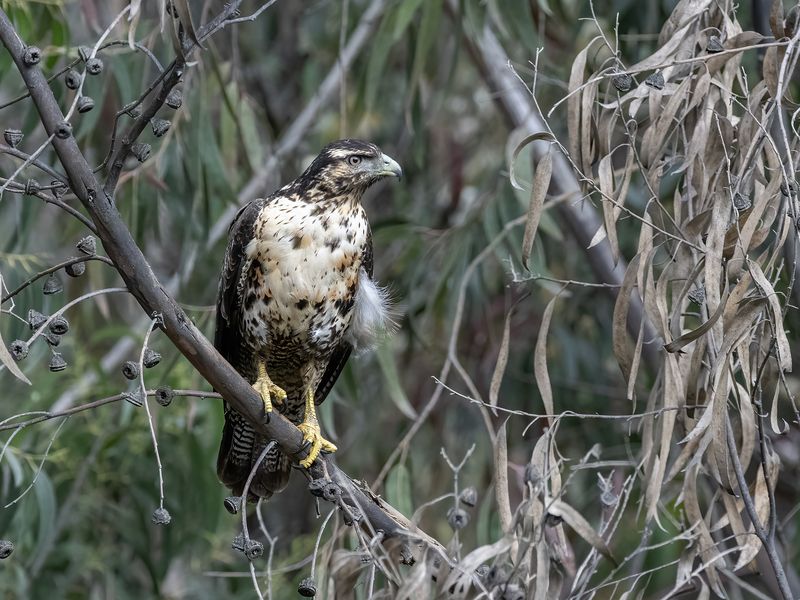 Black-chested Buzzard-Eaglephoto preview