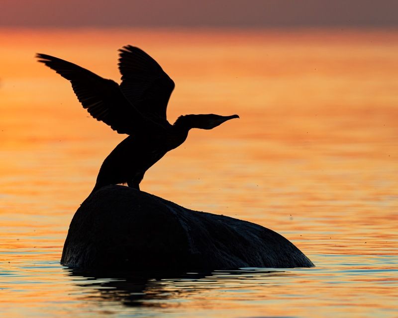 баклан, закат, финский залив, птицы, силуэт Дракон на закатеphoto preview