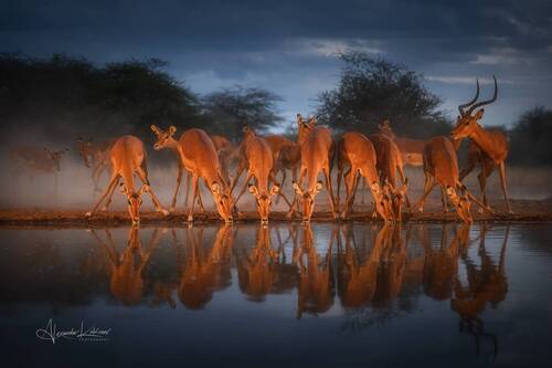 Вечер в саванне...