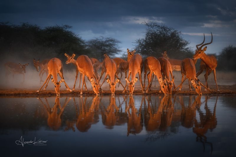 импала,кения Вечер в саванне... фото превью
