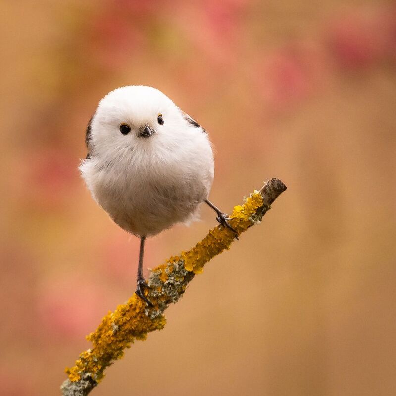 Long-tailed Tiphoto preview