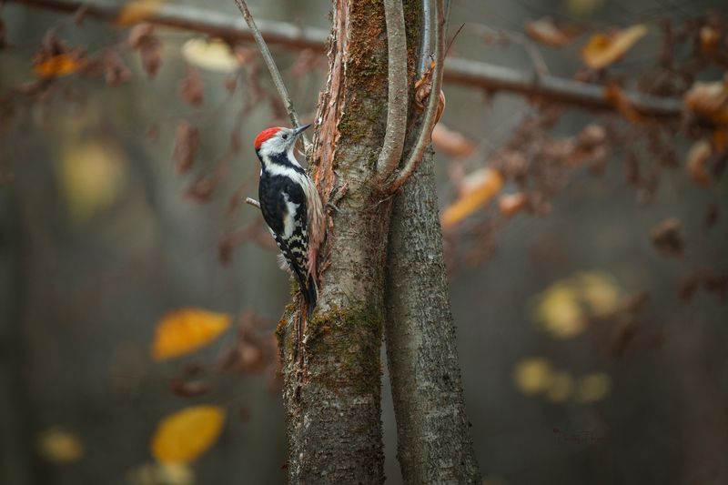 природа, лес, поля, огороды, животные, птицы, макро В осенних заботахphoto preview