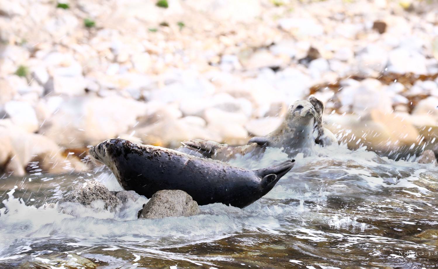 Автор: NIKIFOROVA KSENIA , NIKIFOROVA KSENIA