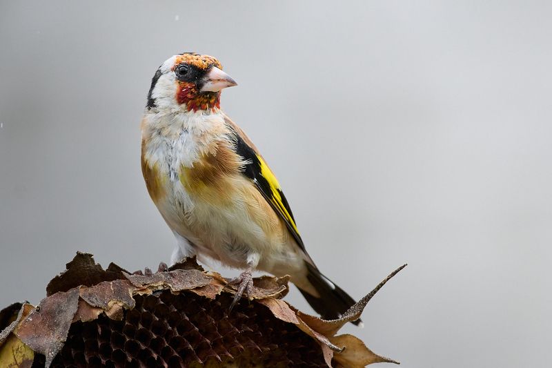 Черноголовый щегол / European goldfinch / Carduelis carduelisphoto preview