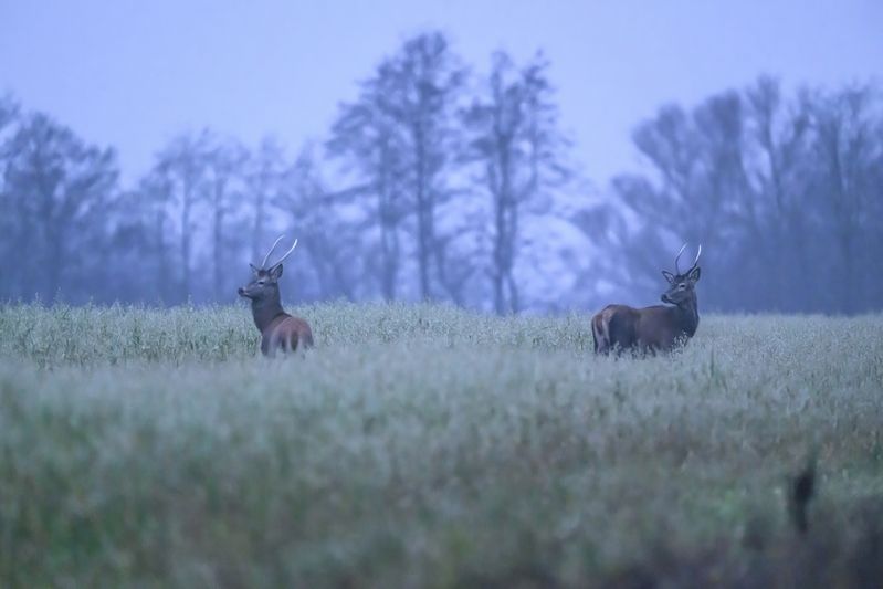 Перед рассветомphoto preview