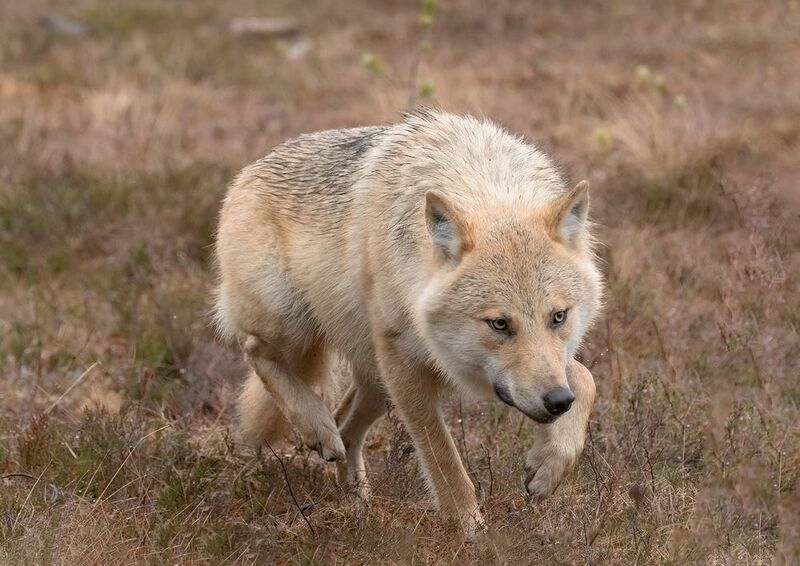 wolf, animals, nature, wildlife, canon Alpha Femalephoto preview