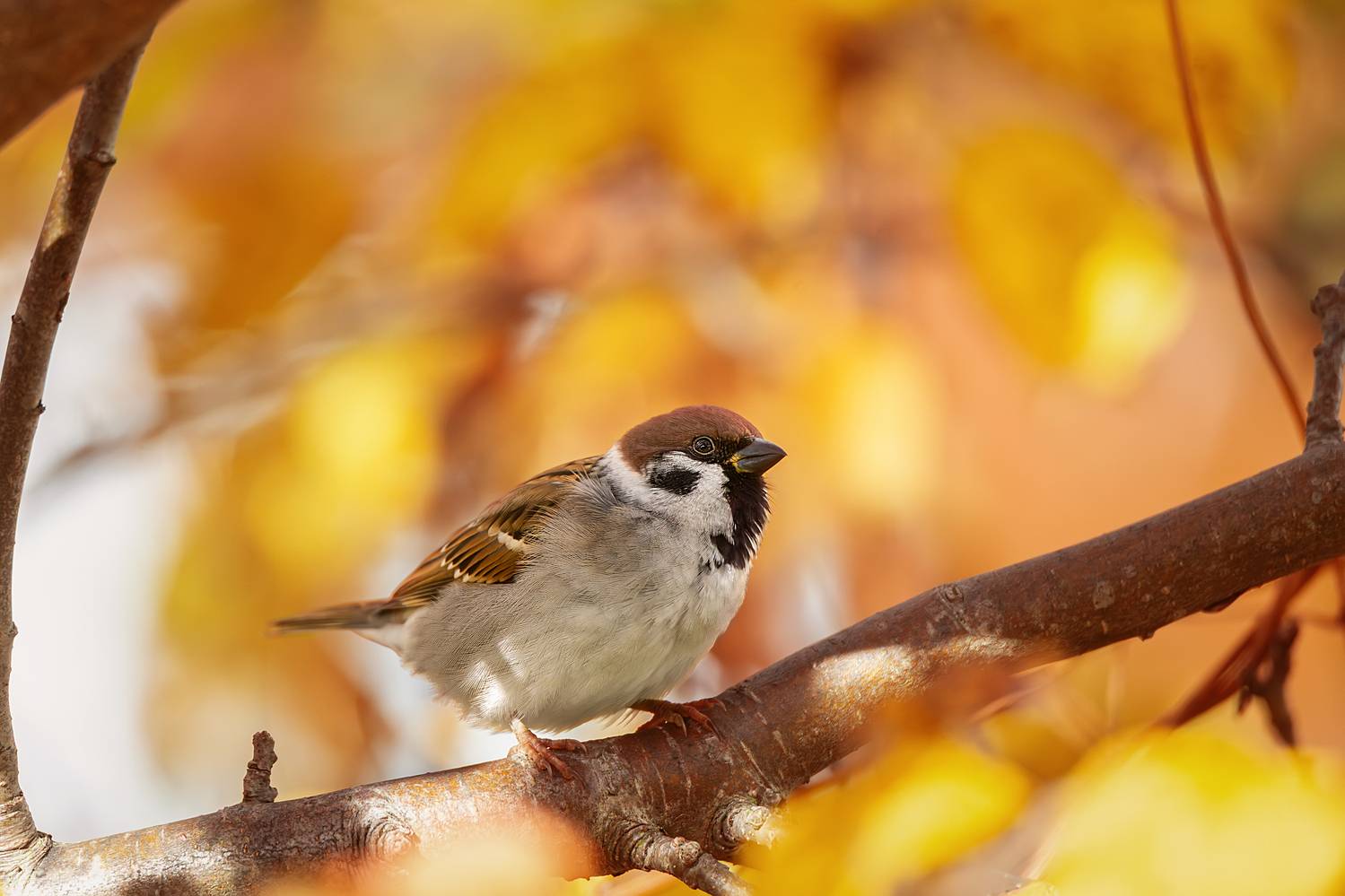 , Корнеев Алексей