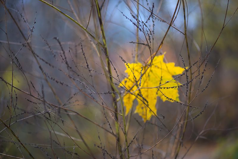 Перед дождём. Октябрь.photo preview