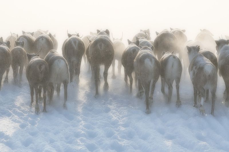 Стадо оленей бегущее краем тундрыphoto preview