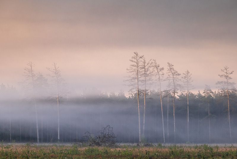 Туманное утроphoto preview