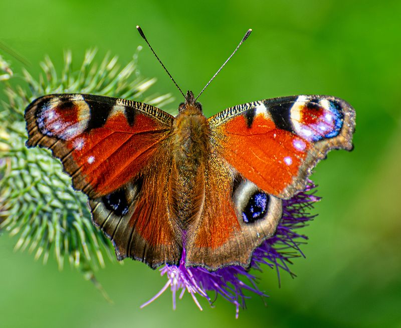 павлиний глаз бабочка Павлиний глазphoto preview