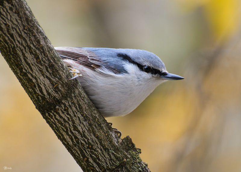 Поползеньphoto preview