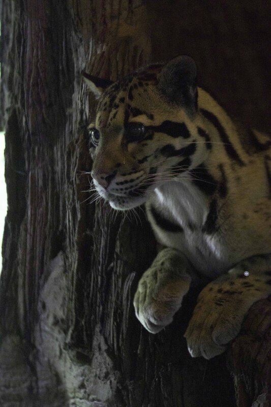 Clouded leopardphoto preview