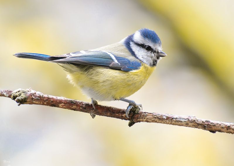 Лазоревкаphoto preview