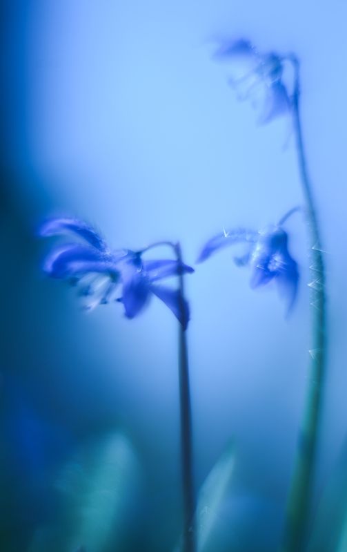 Пролеска, цветы, синий Блескphoto preview