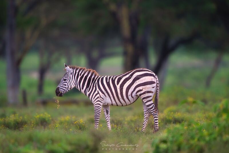 Wildlife alonephoto preview