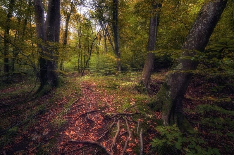 В лесу.photo preview