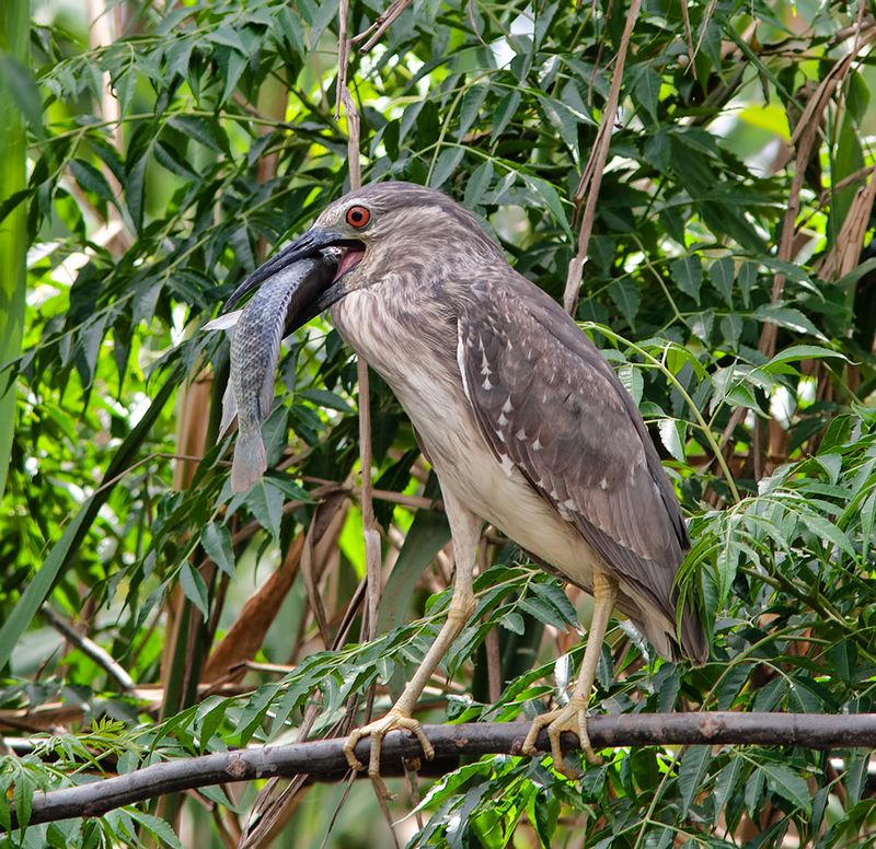 кваква, black, crowned, night, heron, израиль,egret,israel, birds Young Night Heron - Молодая Кваква с добычейphoto preview