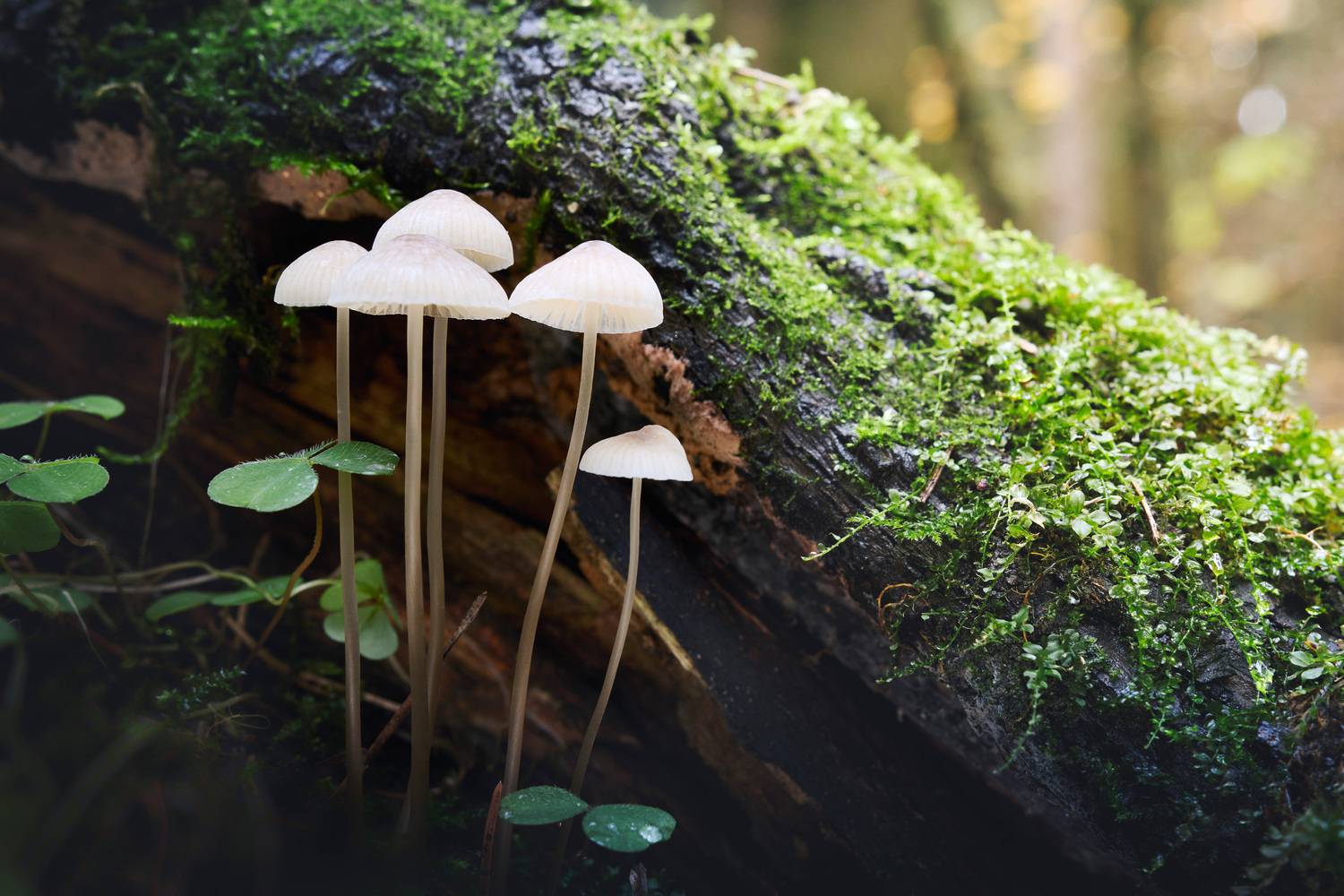 Грибочки. Автор: Валерий Вождаев грибы, лес, Валерий Вождаев