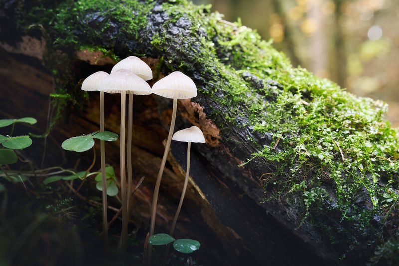 грибы, лес Грибочкиphoto preview