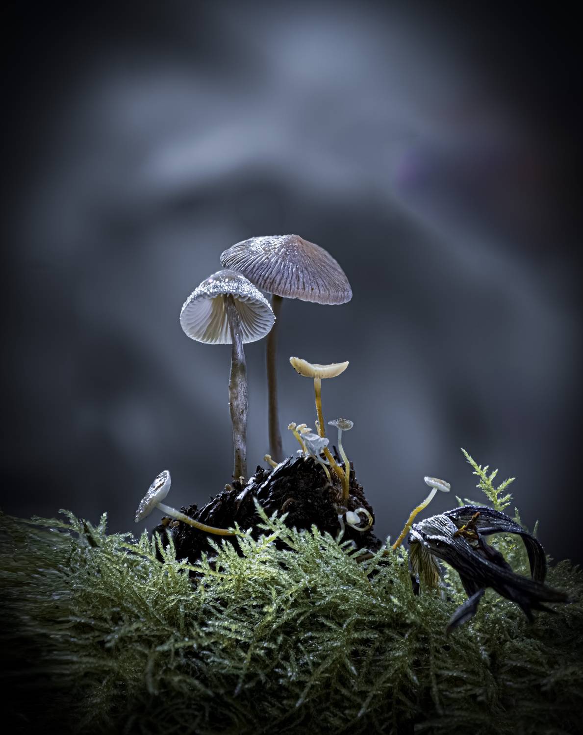 , Валентин Черновол