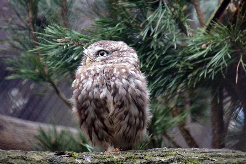 сыч, птица, совы, совиные, животные, дикие животные, настоящие птицы, Сыч мохноногий.photo preview