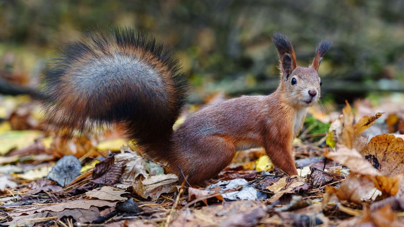 Белкаphoto preview