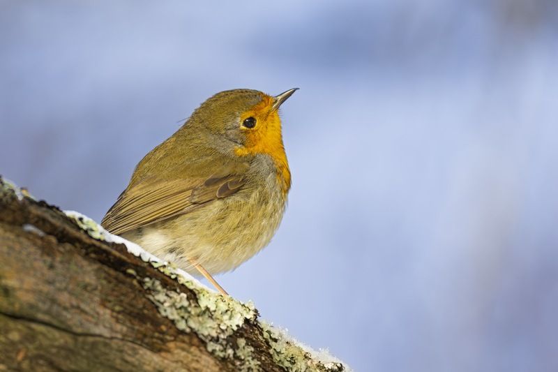 малиновка, зарянка, птицы, рябина Малиновкаphoto preview