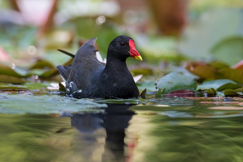 камышница, птицы Камышницаphoto preview