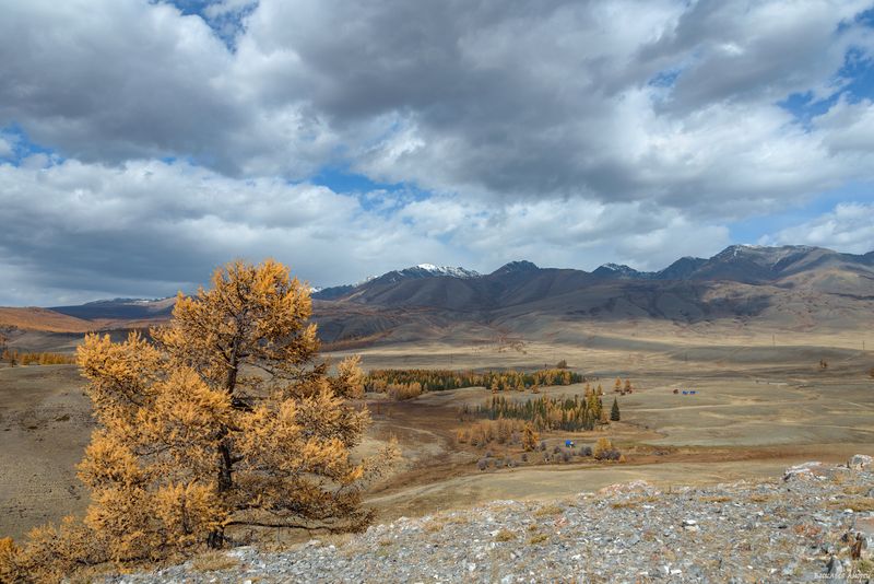 алтай, горный алтай, курай, природа, осень, золотая осень ***photo preview