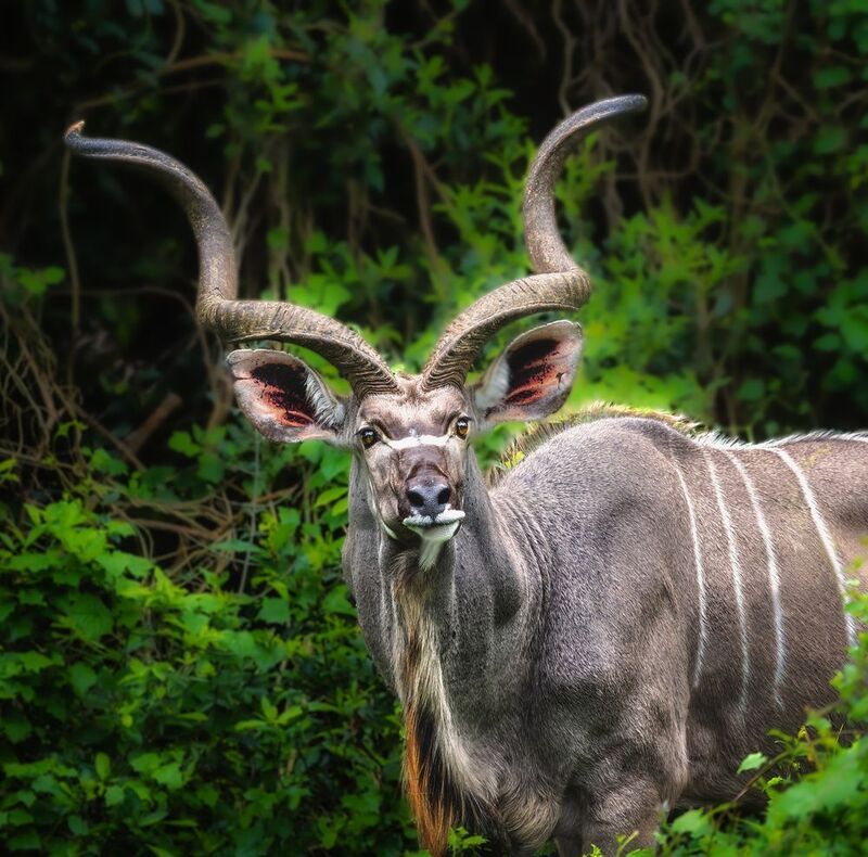#big Kudu #antilope #animals of Africa #antilope Kudu Животные Африкиphoto preview