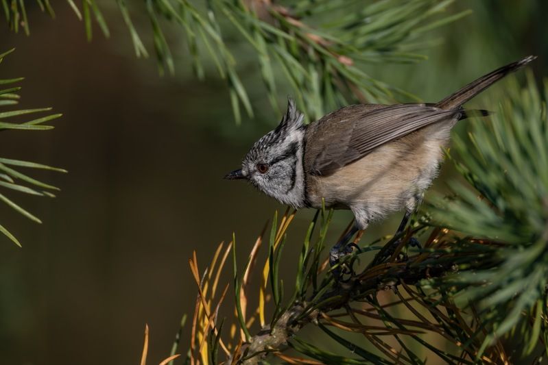 гренадерка, хохлатая синица, синица, птицы  фото превью