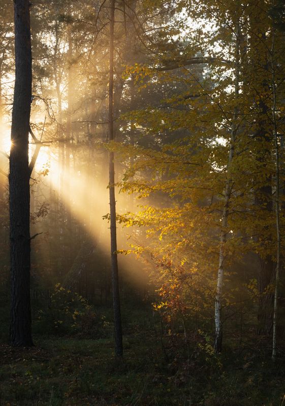 Утро октябряphoto preview