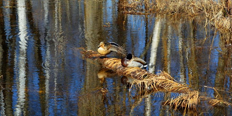 В теплый весенний день.photo preview