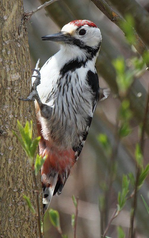 Большой пёстрый дятелphoto preview