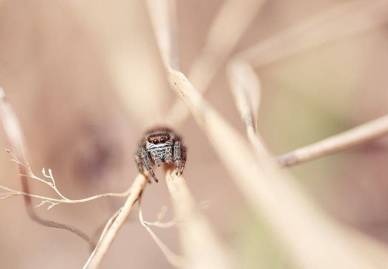 Скакунчик Скакунчикphoto preview