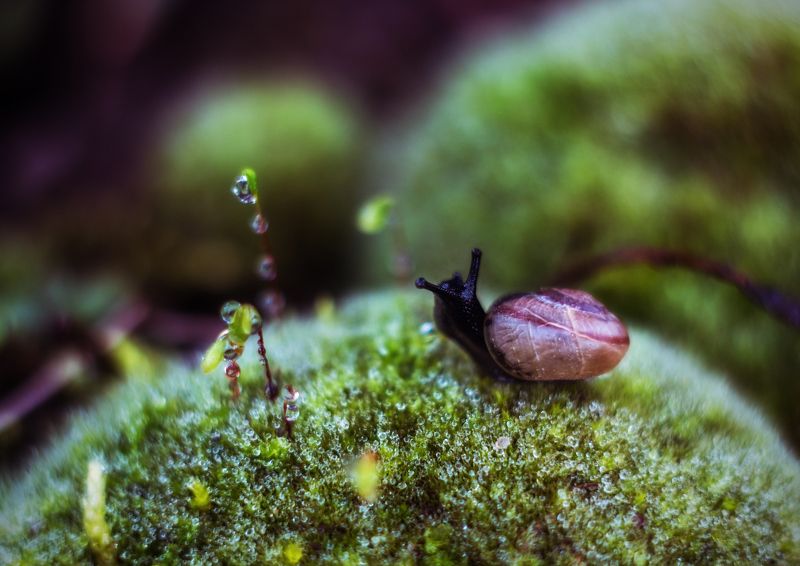 улиткиphoto preview