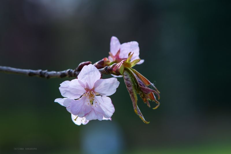 Сакуры цвет 2016photo preview