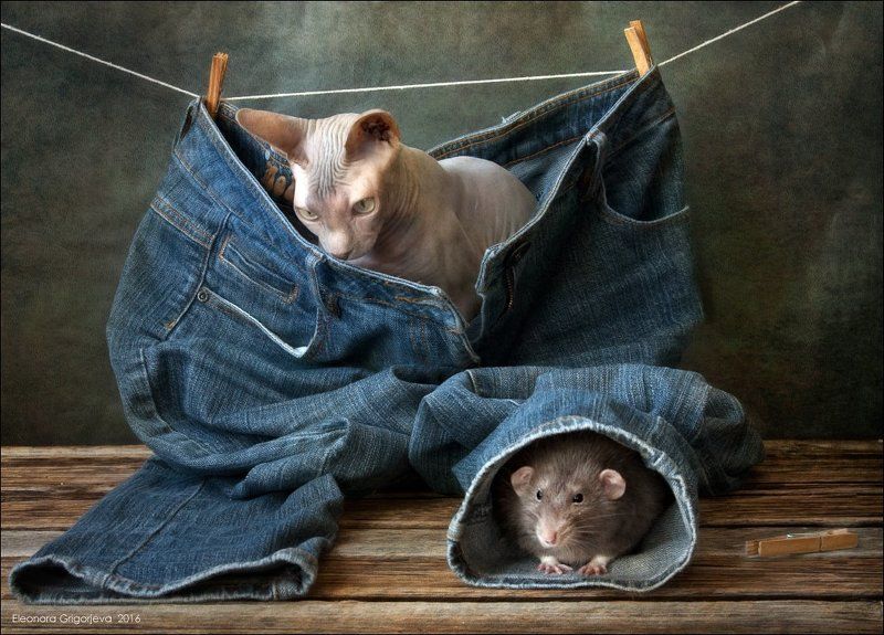 rats\'n\'cats, декоративная крыса, кошки, кошки-мышки, крыса дамбо, натюркотики Крысиные истории. Поиски и находки.photo preview