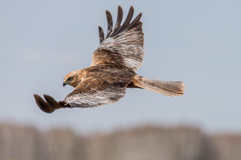 Болотный лунь, Птицы, Сибирь, Фотоохота Болотный луньphoto preview